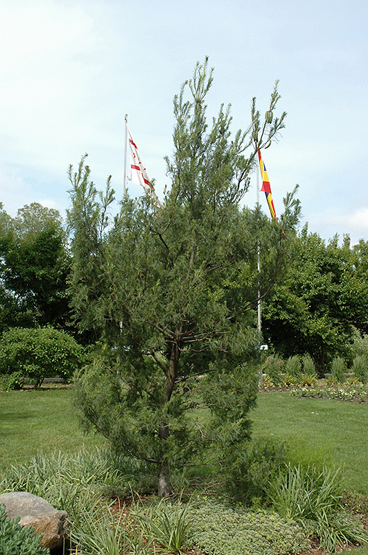 Twisted White Pine (Pinus strobus 'Contorta') at Dammann's Garden Company
