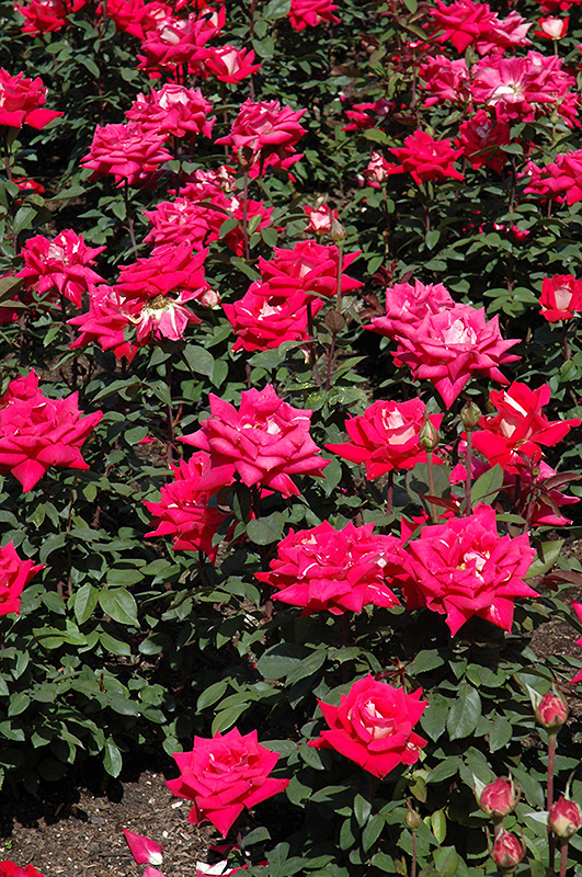 Love Rose (Rosa 'Love') at Dammann's Garden Company