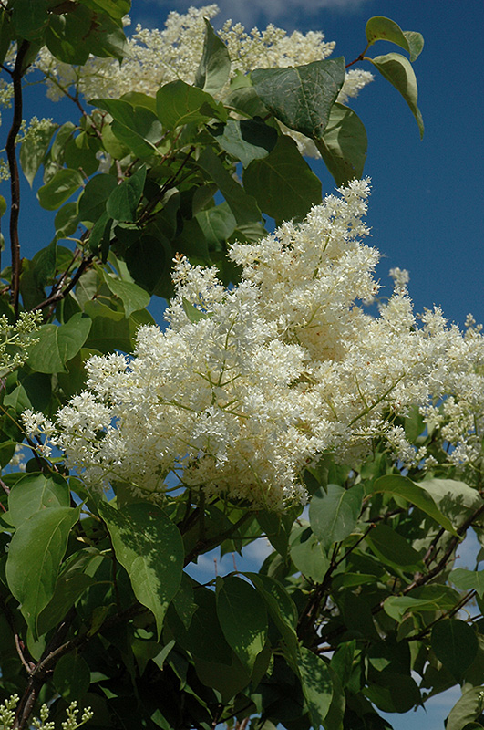 Ivory Silk Tree Lilac (tree form) (Syringa reticulata 'Ivory Silk (tree form)') at Dammann's Garden Company