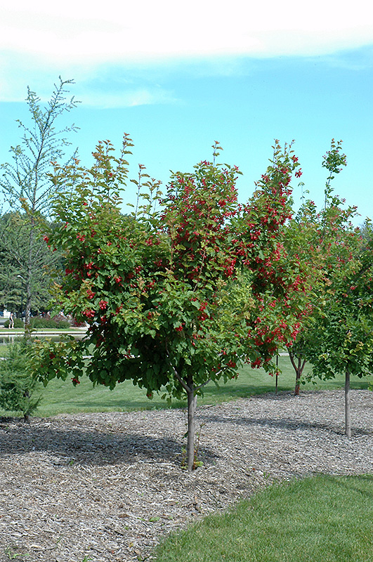 Ruby Slippers Amur Maple (Acer ginnala 'Ruby Slippers') at Dammann's Garden Company