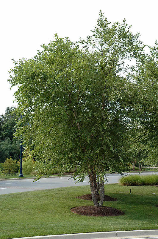 River Birch (clump) (Betula nigra '(clump)') at Dammann's Garden Company