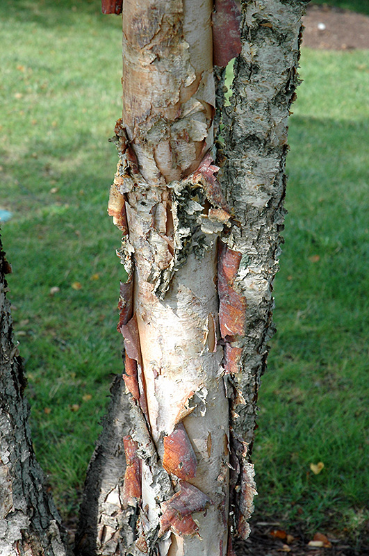 Heritage River Birch (clump) (Betula nigra 'Heritage (clump)') at Dammann's Garden Company
