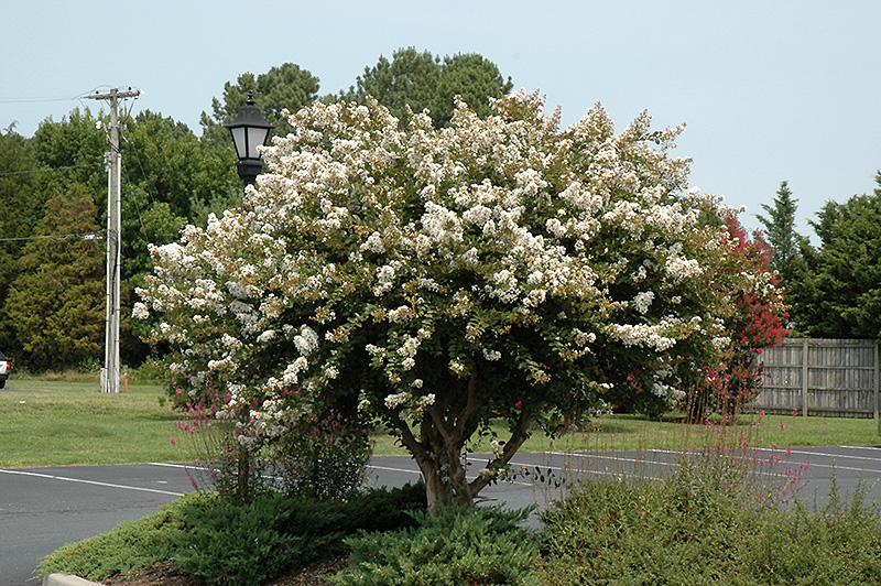 Acoma Crapemyrtle (Lagerstroemia 'Acoma') at Dammann's Garden Company
