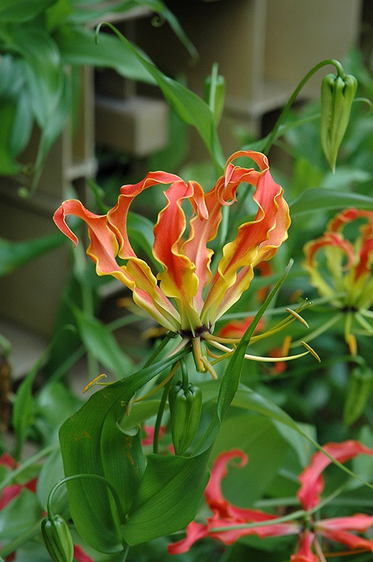 Gloriosa Lily (Gloriosa superba) at Dammann's Garden Company