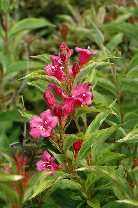 French Lace Weigela (Weigela florida 'French Lace') at Dammann's Garden Company