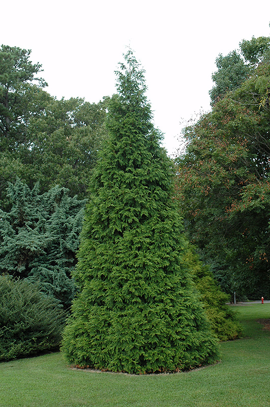 Green Giant Arborvitae (Thuja 'Green Giant') at Dammann's Garden Company