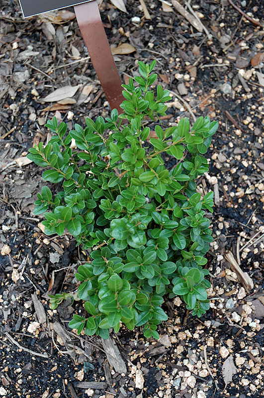 Little Missy Boxwood (Buxus microphylla 'Little Missy') at Dammann's Garden Company