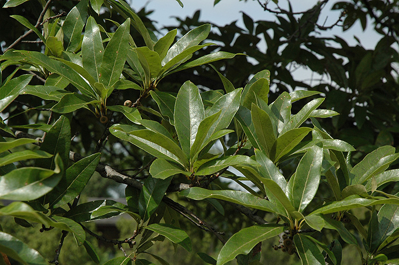 Shingle Oak (Quercus imbricaria) at Dammann's Garden Company