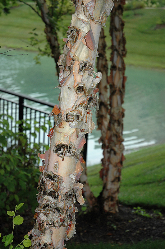 River Birch (Betula nigra) at Dammann's Garden Company