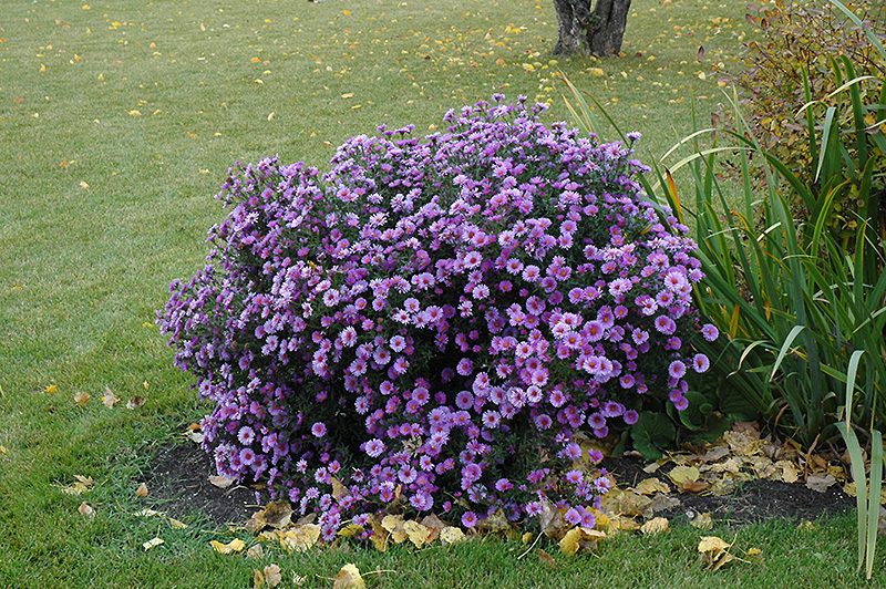 Purple Dome Aster (Aster novae-angliae 'Purple Dome') at Dammann's Garden Company