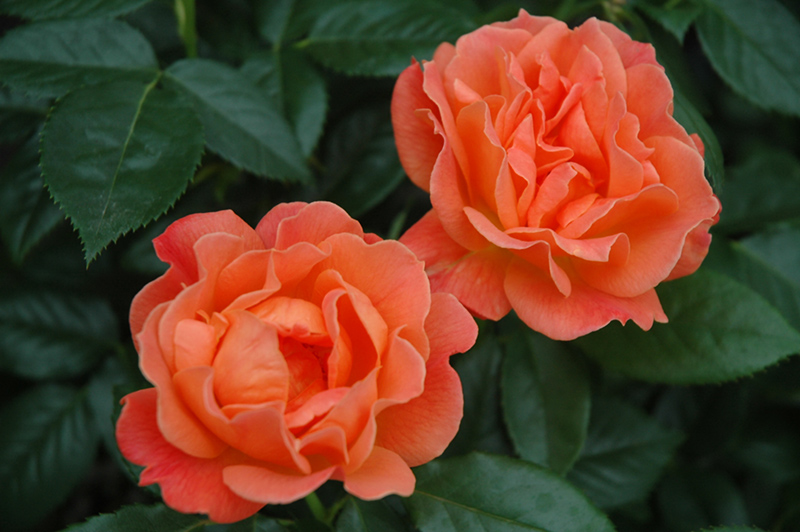 Livin' Easy Rose (Rosa 'HARwelcome') at Dammann's Garden Company
