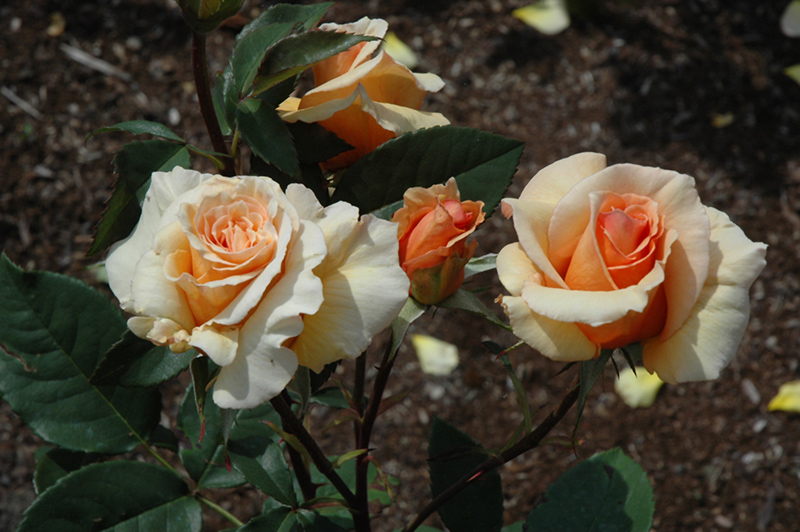 Brandy Rose (Rosa 'Brandy') at Dammann's Garden Company