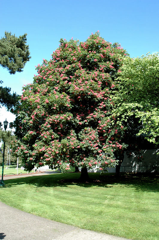 Ruby Red Horse Chestnut (Aesculus x carnea 'Briotti') at Dammann's Garden Company