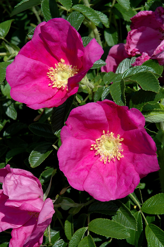 Raspberry Rugostar Rose (Rosa 'Meitozaure') at Dammann's Garden Company