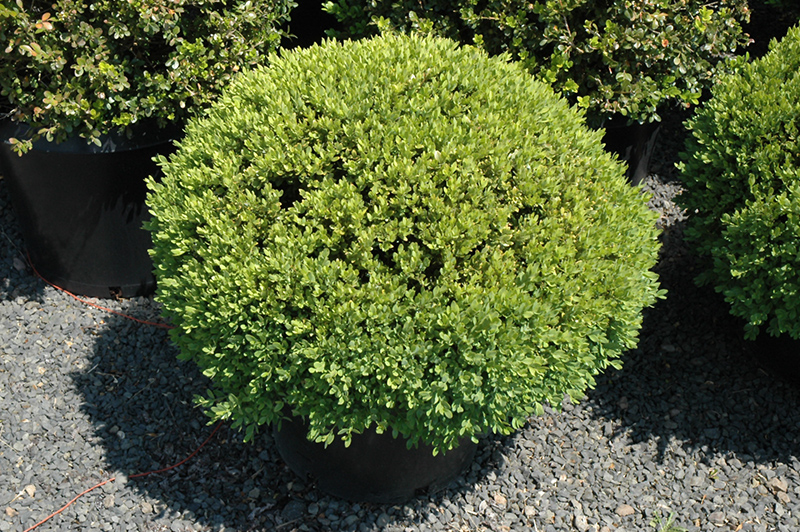 Green Velvet Boxwood (globe form) (Buxus 'Green Velvet (globe)') at Dammann's Garden Company