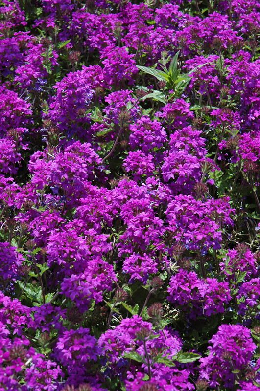 Homestead Purple Verbena (Verbena 'Homestead Purple') at Dammann's Garden Company
