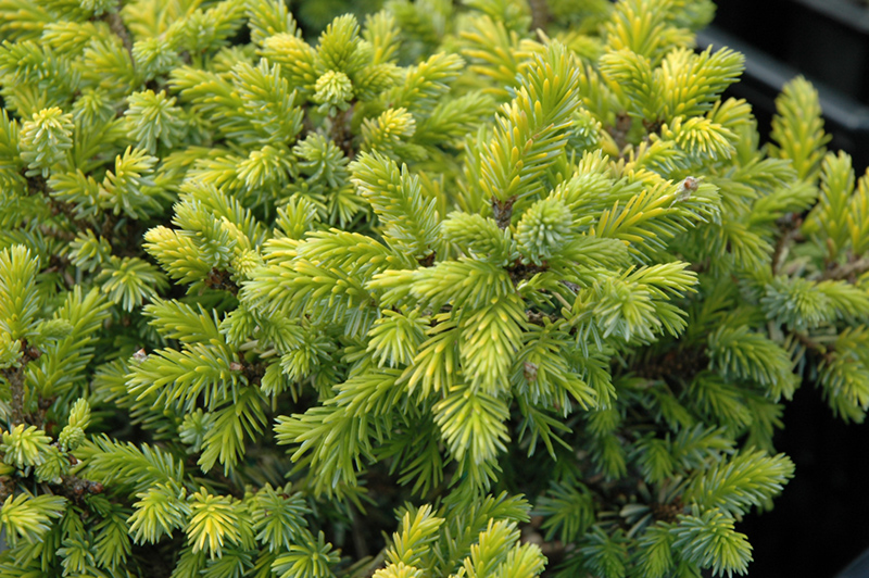 Peve Tijn Serbian Spruce (Picea omorika 'Peve Tijn') at Dammann's Garden Company