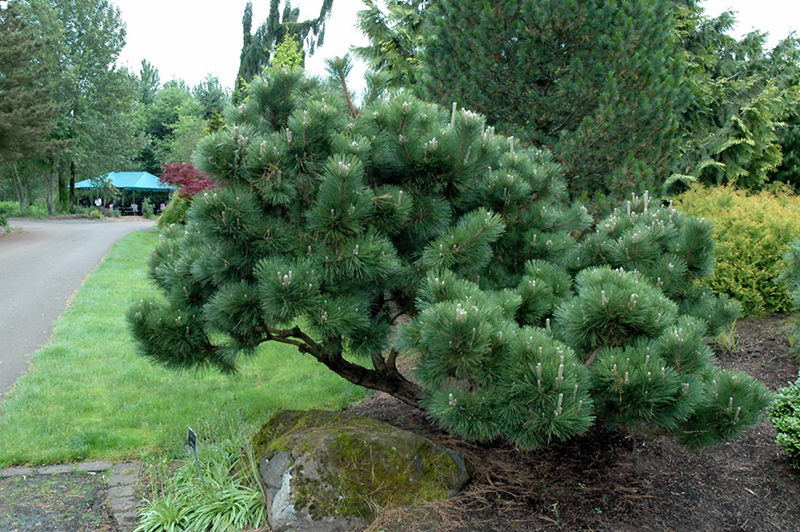 Thunderhead Japanese Black Pine (Pinus thunbergii 'Thunderhead') at Dammann's Garden Company