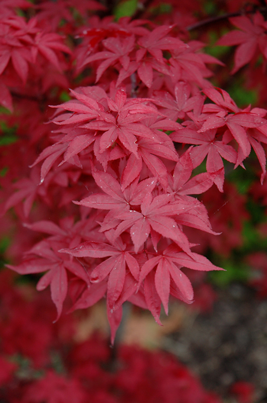 Twombly's Red Sentinel Japanese Maple (Acer palmatum 'Twombly's Red Sentinel') at Dammann's Garden Company