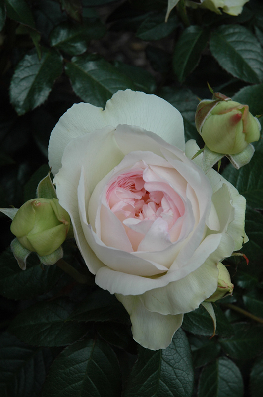 Bolero Rose (Rosa 'Meidelweis') at Dammann's Garden Company