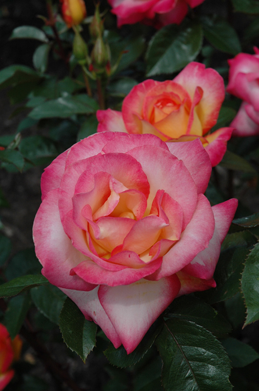 Rainbow Sorbet Rose (Rosa 'Rainbow Sorbet') at Dammann's Garden Company