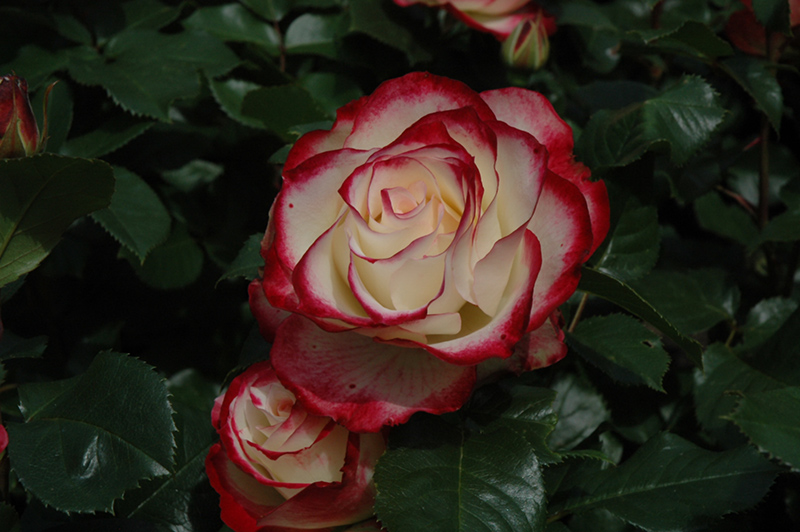 Cherry Parfait Rose (Rosa 'Cherry Parfait') at Dammann's Garden Company
