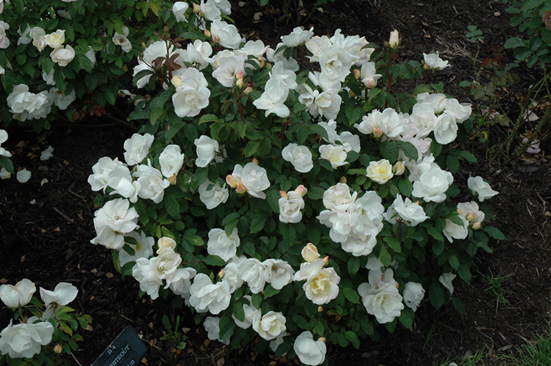 White Knock Out Rose (Rosa 'Radwhite') at Dammann's Garden Company