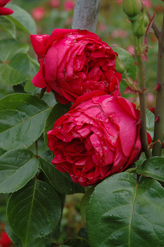 Red Eden Rose (Rosa 'Red Eden') at Dammann's Garden Company