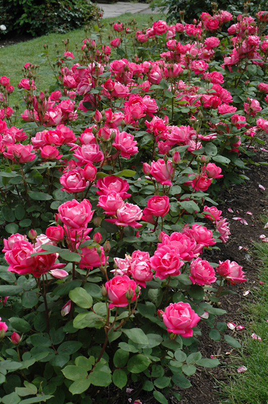 Double Knock Out Rose (Rosa 'Radtko') at Dammann's Garden Company