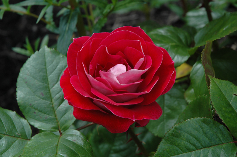 Take It Easy Rose (Rosa 'WEKyoopedko') at Dammann's Garden Company