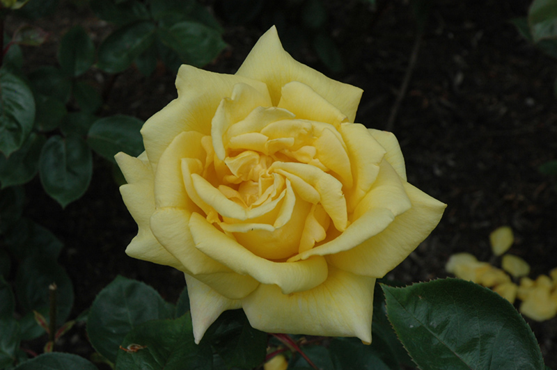 Oregold Rose (Rosa 'Oregold') at Dammann's Garden Company