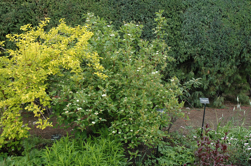 Red Osier Dogwood (Cornus sericea) at Dammann's Garden Company