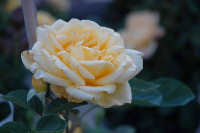 Garden Sun Rose (Rosa 'Meivaleir') at Dammann's Garden Company