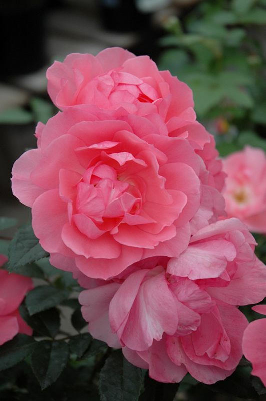 Passionate Kisses Rose (Rosa 'Meizebul') at Dammann's Garden Company