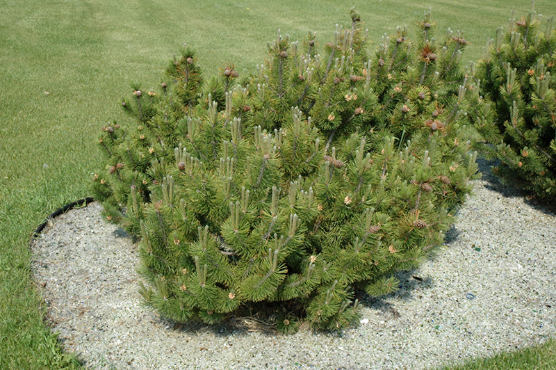 Dwarf Mugo Pine (Pinus mugo var. pumilio) at Dammann's Garden Company