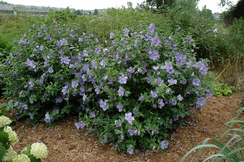 Blue Chiffon Rose of Sharon (Hibiscus syriacus 'Notwoodthree') at Dammann's Garden Company