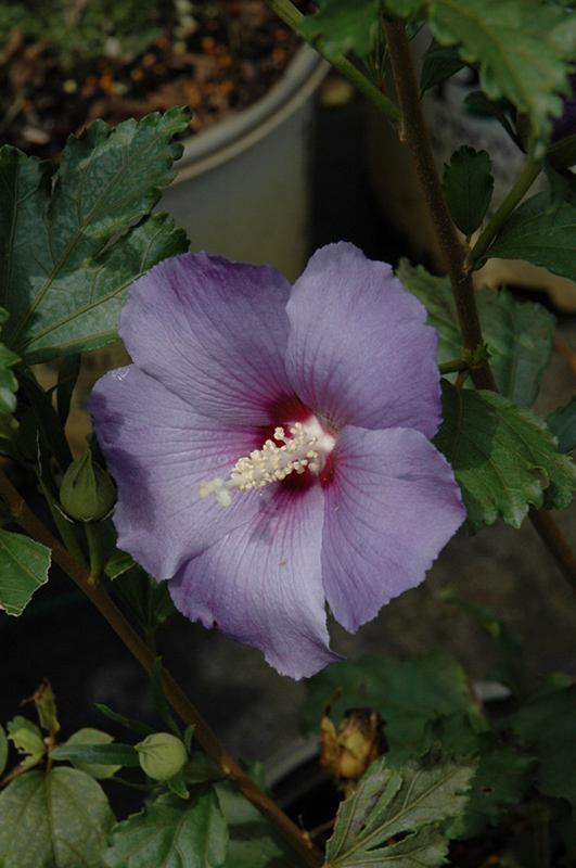 Azurri Blue Satin Rose of Sharon (Hibiscus syriacus 'DVPazurri') at Dammann's Garden Company