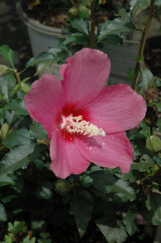 Lil' Kim Red Rose of Sharon (Hibiscus syriacus 'SHIMRR38') at Dammann's Garden Company