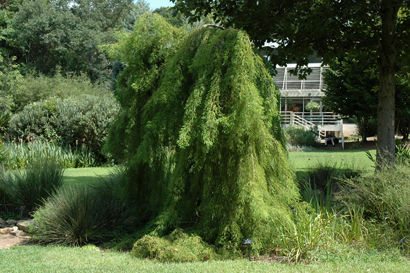 Falling Waters Baldcypress (Taxodium distichum 'Falling Waters') at Dammann's Garden Company