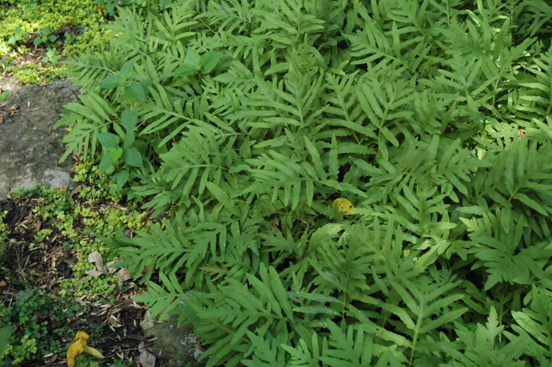 Sensitive Fern (Onoclea sensibilis) at Dammann's Garden Company
