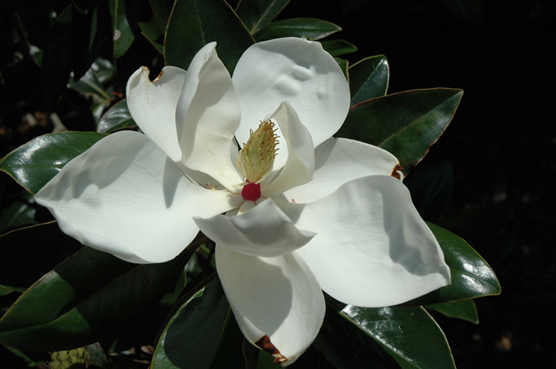 Victoria Magnolia (Magnolia grandiflora 'Victoria') at Dammann's Garden Company