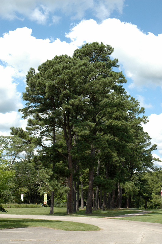 Austrian Pine (Pinus nigra) at Dammann's Garden Company