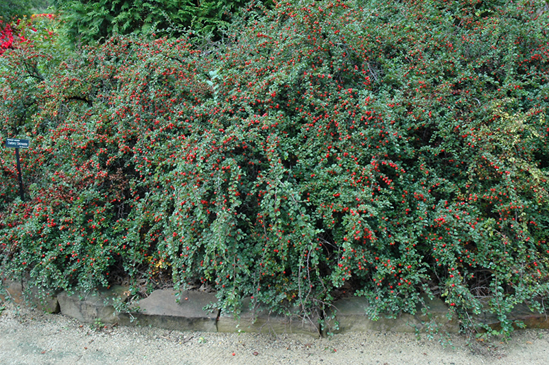 Cranberry Cotoneaster (Cotoneaster apiculatus) at Dammann's Garden Company