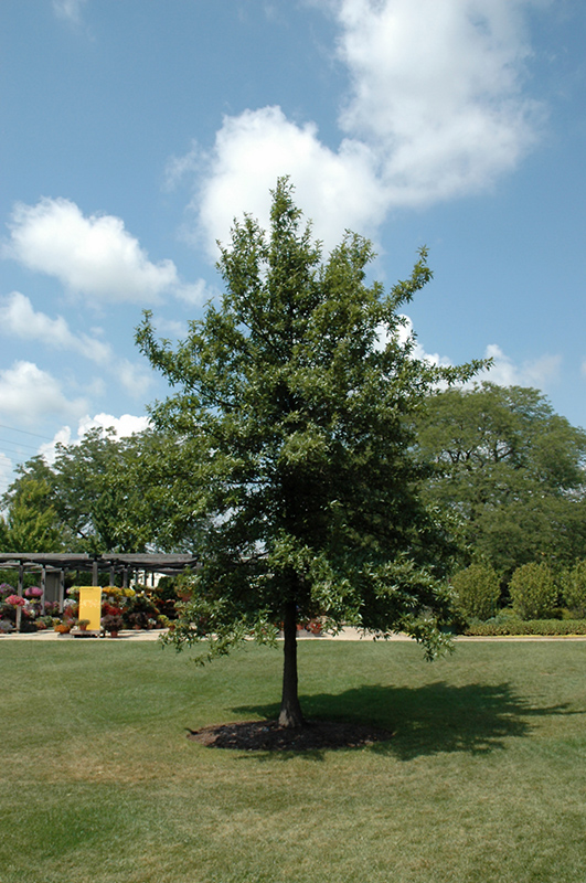 Shingle Oak (Quercus imbricaria) at Dammann's Garden Company