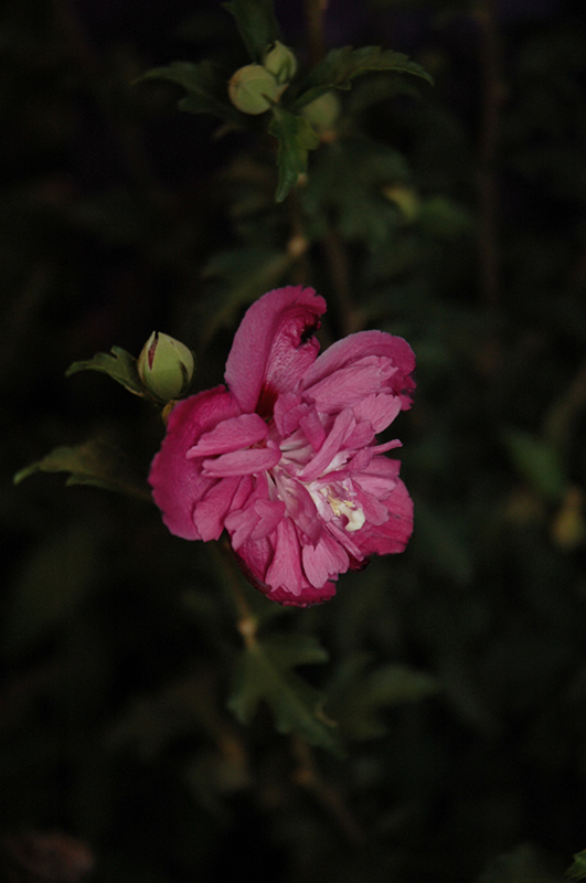 Raspberry Smoothie Rose of Sharon (Hibiscus syriacus 'Raspberry Smoothie') at Dammann's Garden Company