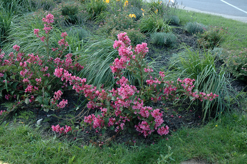 Sonic Bloom Pink Reblooming Weigela (Weigela florida 'Bokrasopin') at Dammann's Garden Company