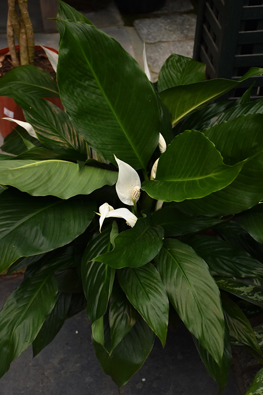 Peace Lily (Spathiphyllum wallisii) at Dammann's Garden Company