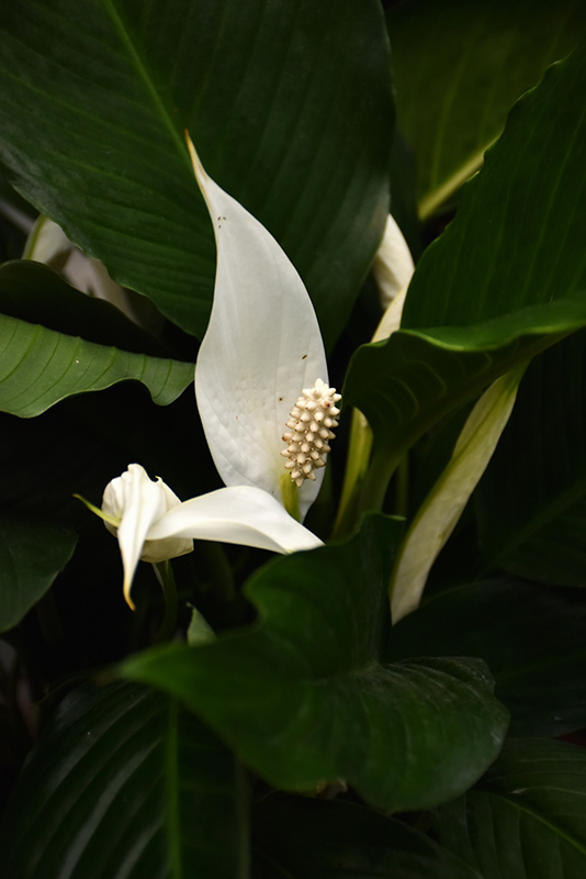 Peace Lily (Spathiphyllum wallisii) at Dammann's Garden Company