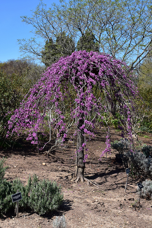 Lavender Twist Redbud (Cercis canadensis 'Covey') at Dammann's Garden Company