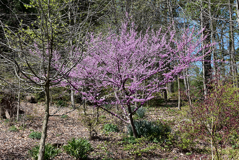 Hearts of Gold Redbud (Cercis canadensis 'Hearts of Gold') at Dammann's Garden Company